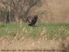 Marsh Harrier at Wat Tyler Country Park (Steve Arlow) (48622 bytes)